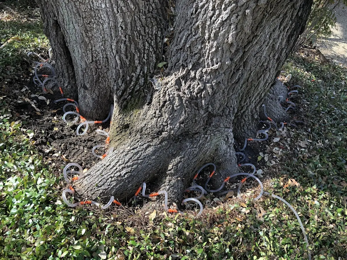 Detailed Tree Cabling and Bracing job site in Enterprise