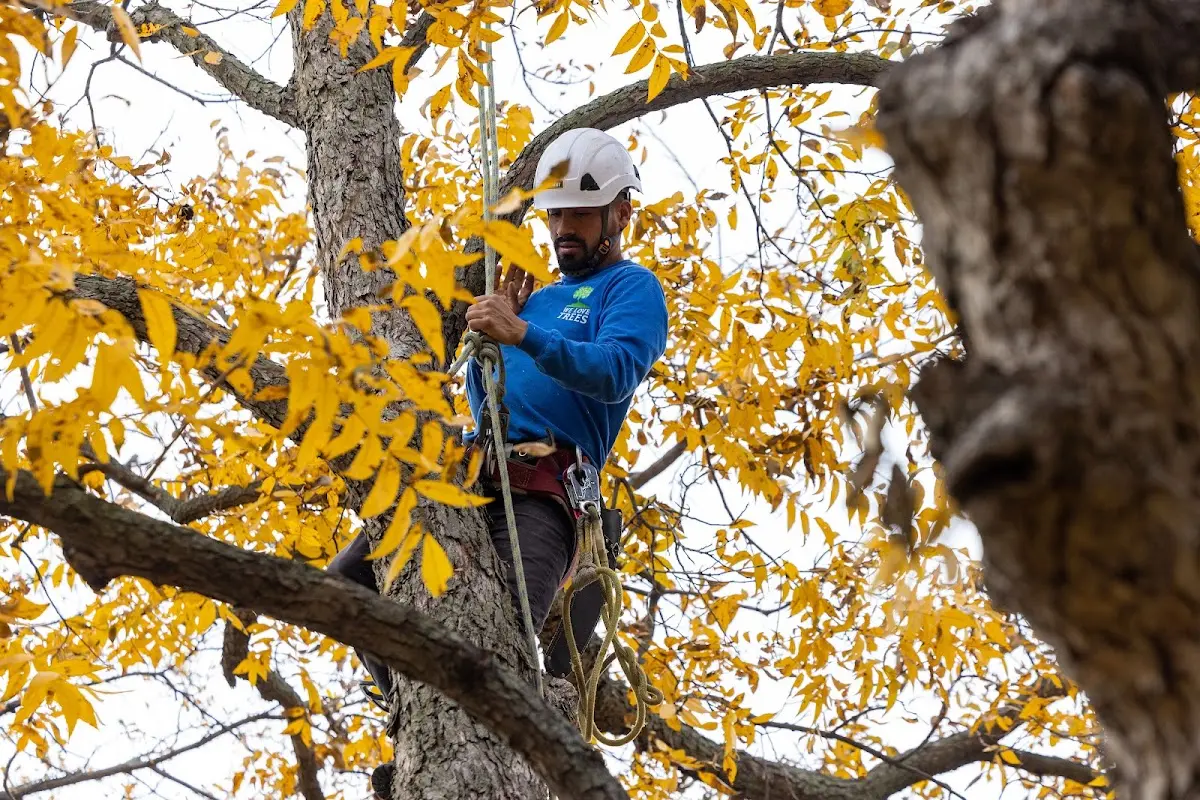 Skilled Storm Damage Cleanup crew working in Enterprise